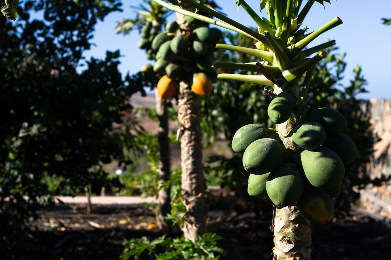 Finca Arbequina Pajara  Ngoại thất bức ảnh