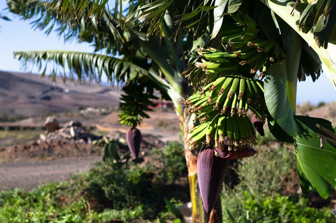 Finca Arbequina Pajara  Ngoại thất bức ảnh