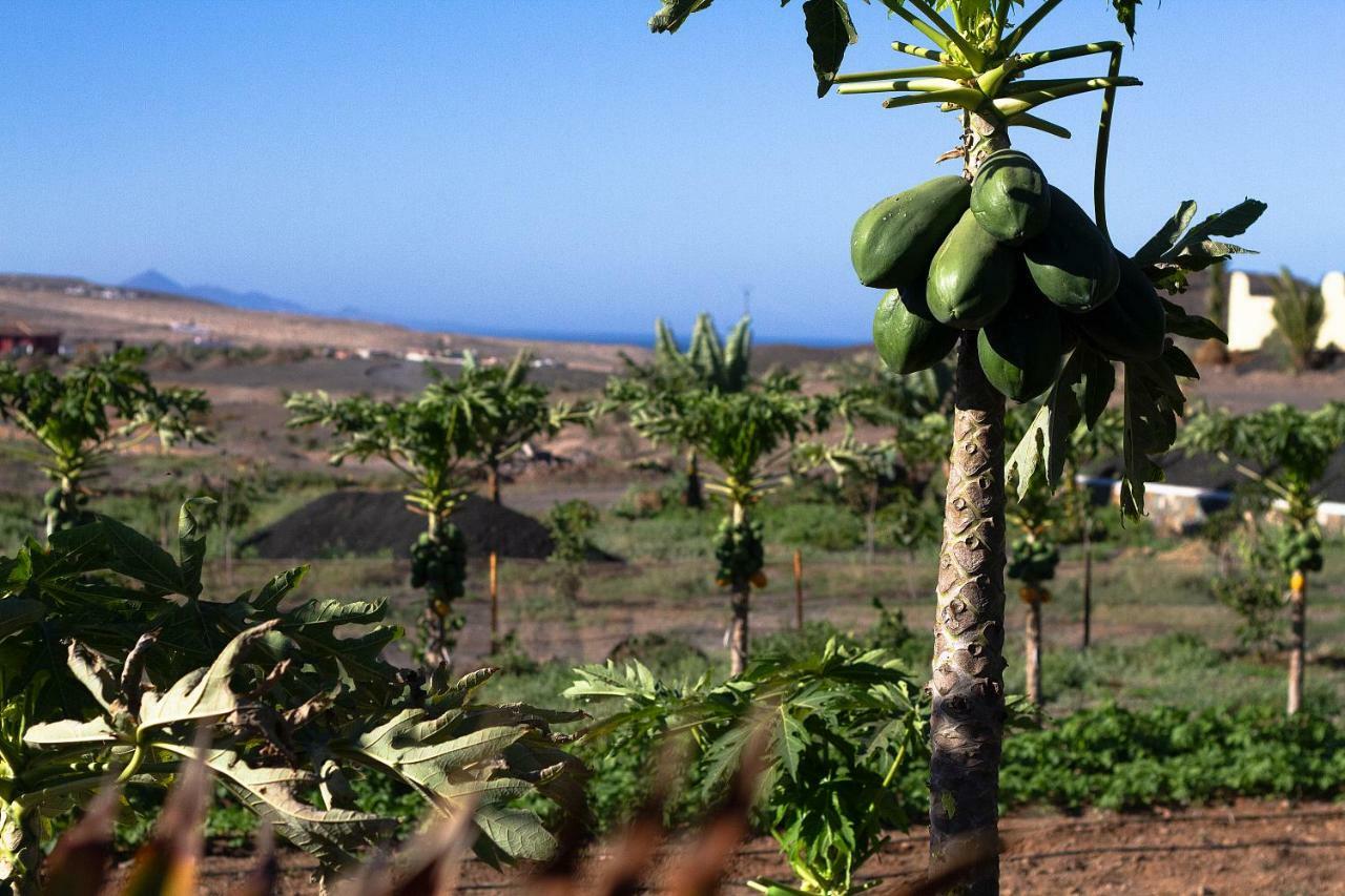Finca Arbequina Pajara  Ngoại thất bức ảnh