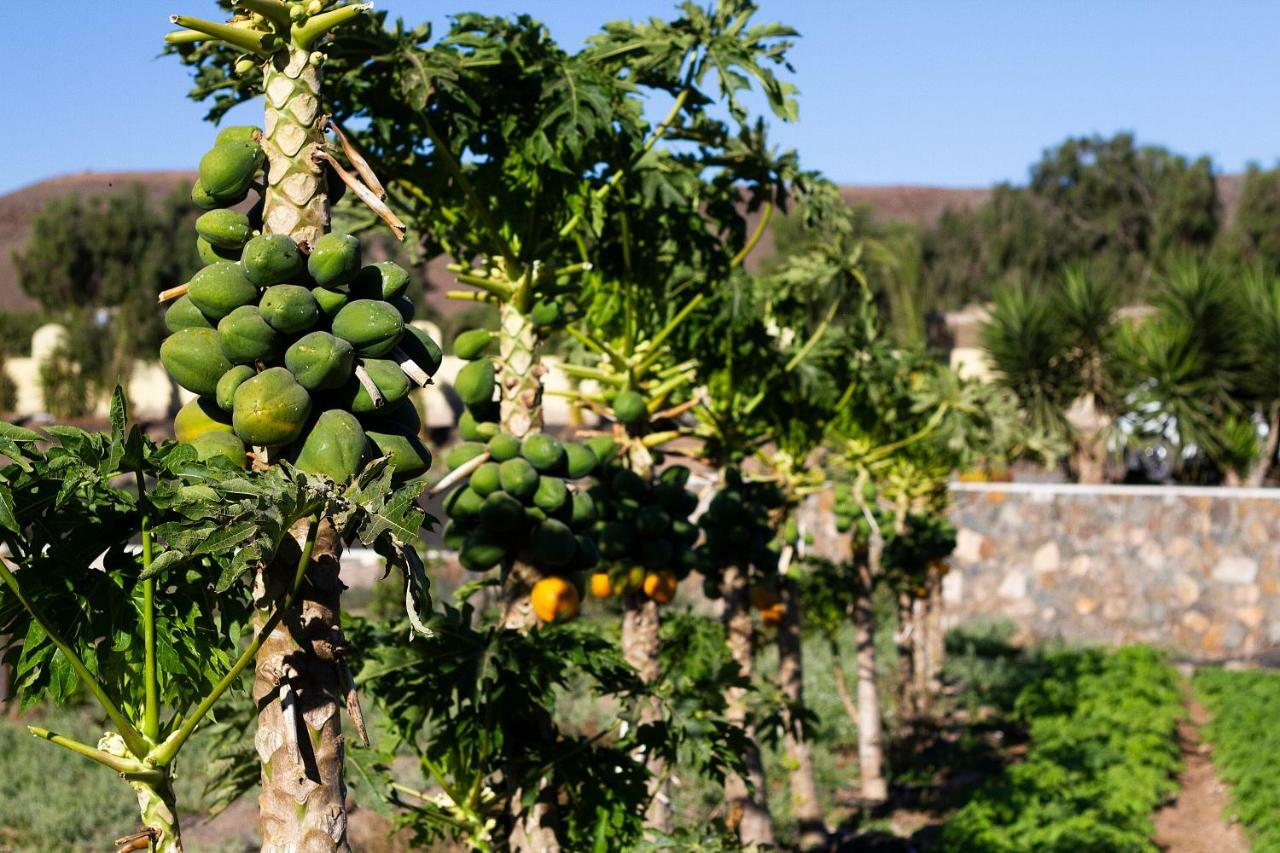 Finca Arbequina Pajara  Ngoại thất bức ảnh