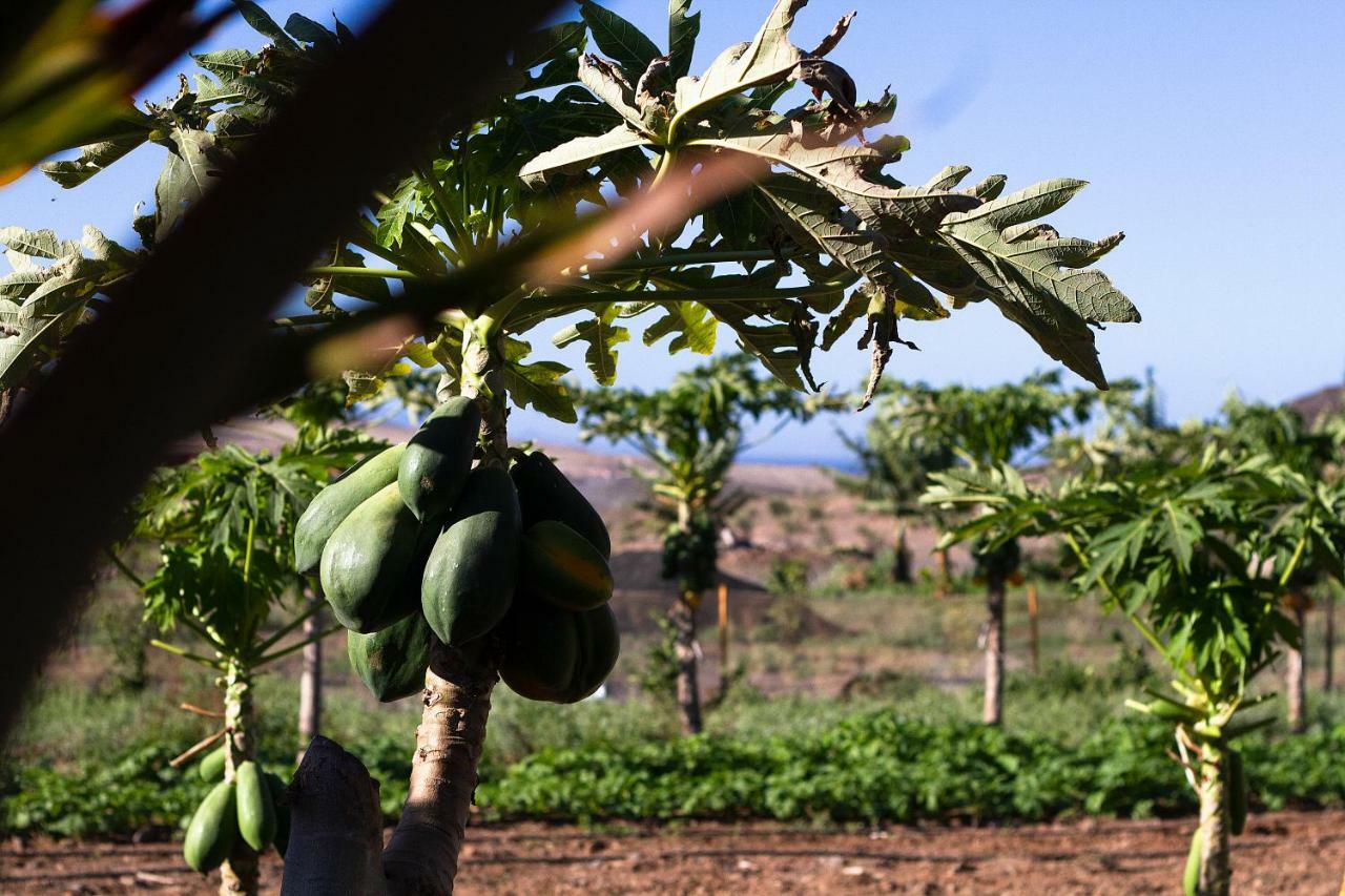 Finca Arbequina Pajara  Ngoại thất bức ảnh