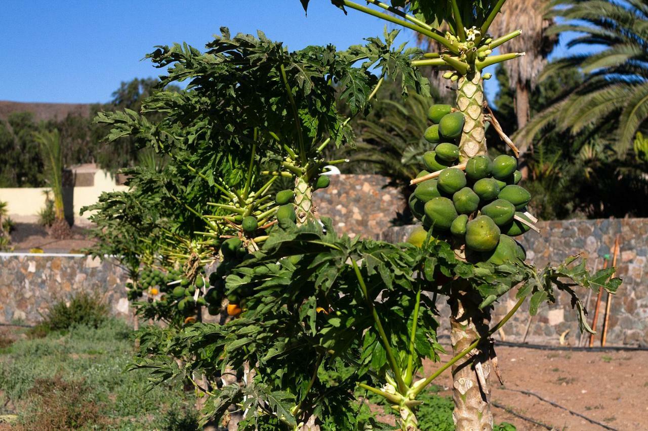 Finca Arbequina Pajara  Ngoại thất bức ảnh