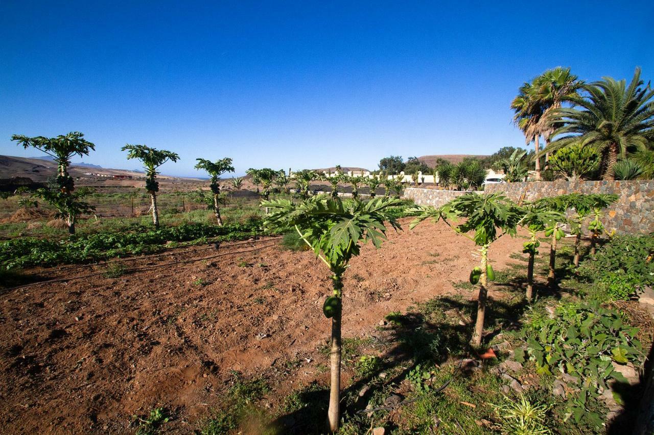 Finca Arbequina Pajara  Ngoại thất bức ảnh